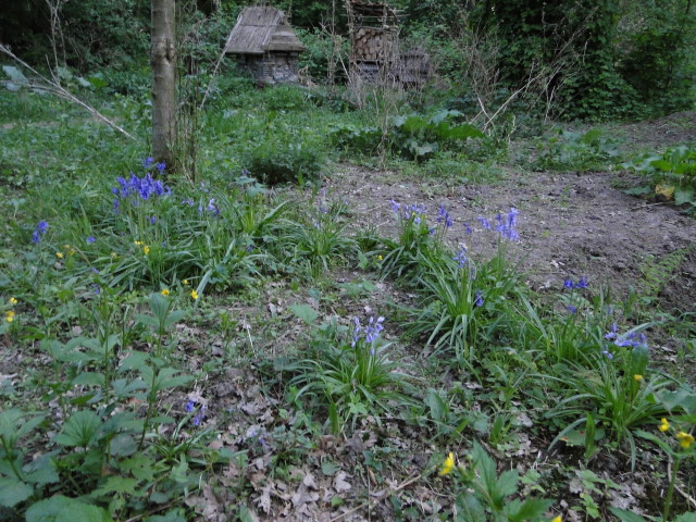 Wilde Hyacint